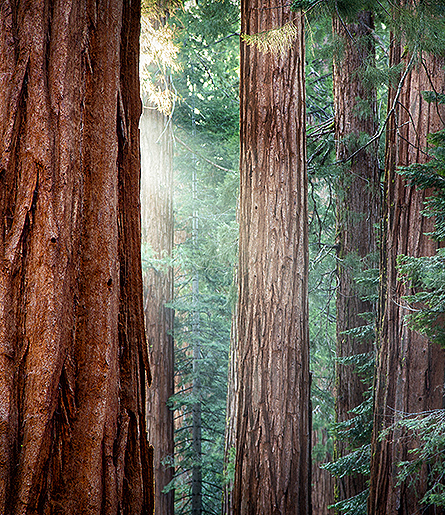 sequoia trees photo